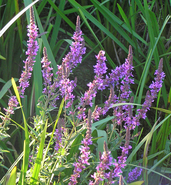 Blutweiderich, Lythrum salicaria